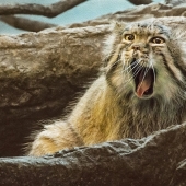 Leven (1) Img #2  Boris Yawning