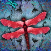 Lukas (1) Img #5  Dragonflies