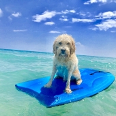 Maeder (1) Img #1  Bengi The Voyage