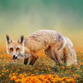 Ravnik (1) Img #1 Surprise Encounter