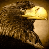 Ravnik (1) Img #2  Steller's Eagle