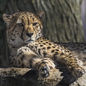 Ridenour (1) Img #2  Leopard Philly Zoo