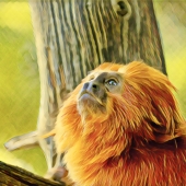 Roberts (1) Img #1 Day Dream