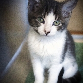 Schnepf (1) Img #1  Shy