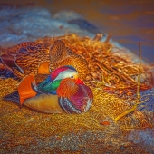 Sohlman (1) Img #1  Sheltered