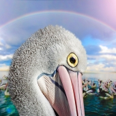 Traub (1) Img #1  Pelicans & A Rainbow of Hope