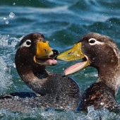 Yunker (3) Img #2  Frenemies - Flightless steamer ducks near the Falkland Islands