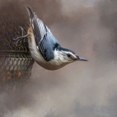 10th Place – Overall - Steph Adams - “On Guard” –  1quiltsavygirl@gmail.com