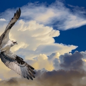 2nd Place – Overall – Richard Higgins - “Into The Light” – www.naturesvisionphotography.com