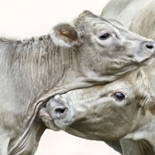 5th Place – Overall - Kathy Russell – “Momma’s Love” - www.kathyrussell.zenfolio.com/