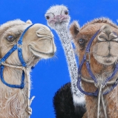 7th Place – Overall - Fiona Groom - “You Aint No Camel” – www.fmgfionagroomvisualartist.com