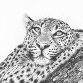 Daisy Claridge - “Daydreaming” – www.daisyclaridge.com.au