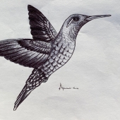 Amancio Garza - “Hummingbird” -  Amancio.garza01@utrgv.edu