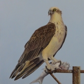 Paula Wiegmink - “Catch of the Day” – www.paulawiegmink.com.au