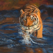 Vasu Tolia - “Any Challenger?” – www.vasutolia.com