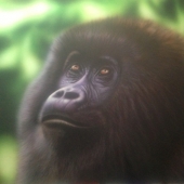 Carl Bichler - “Mountain Gorilla” –  elisela@ace.net.au