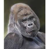 Clare Parkes - “The Alpha” – clareparkesportraits@gmail.com