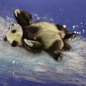 Xia Xue – “Enjoy the Snow” - 690597252@qq.com