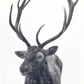 Abby Payne - “Henry” –  mintbranchesart@gmail.com