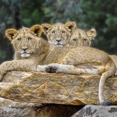 Helen-Akerstrom-–-“Observe”