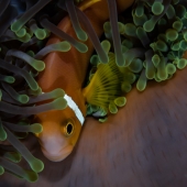 Giovanni Castaman – “Stand Alone” - https://giovannicastaman.wixsite.com/giovanni-castaman