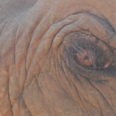 Monique L'Heureux – “Elephant Eye” - www.artanddesigns.net