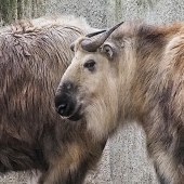 Athalie Taylor – “Waiting in Line” - https://artboja.com/art/eka9sg