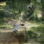 Maureen Ravnik - “Elusive” – www.maureenravnik.crevado.com