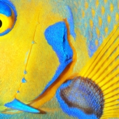 W Goodwin - “Angelfish Detail” –  wgoodwin37@gmail.com