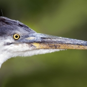 Elliott Block - “Great Blue Heron” – www.blockfineart.com