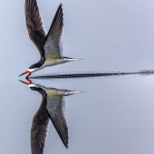 Richard Higgins - “Calm Reflection” – www.naturesvisionphotography.com