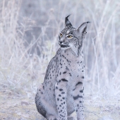 Tony Mills - “IberianLynx2#2” – www.photoartbytonymills.com