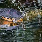 Sandy Friedkin - “Chicken Turtle” – www.viewbug.com/members/Sandy1942