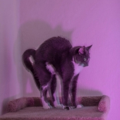 Helen Moga - “Cat Things” – www.helenmoga.com