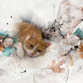 Trish Hoskin - “Harley the Cat” – www.trishhphotography.com