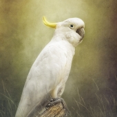 Julie Powell - “Cockatoo” –  www.juliepowelldigitalartistry.com