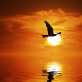 Andrew Haysom - “Sunset Flight” – www.andrewhaysom.myportfolio.com