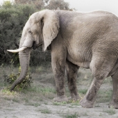 Nicholas Teetelli - “Olifant III” – www.teetelli.com