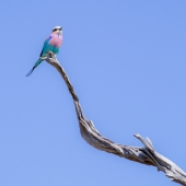 Nicholas Teetelli - “Zazou” – www.teetelli.com