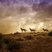 Nicole Wilde - “Three Part Harmony” – www.photomagicalart.com