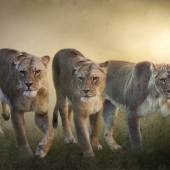 Lou Ann Goodrich - “The Hunters” – www.louanngoodrich-photoartist.com