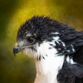 Barbara Mierau-Klein - “Bird's Eye View” – www.barbaramierauklein.com