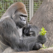 Peggy Kirby-Paradise - “Light Lunch” – peggyckirby@att.net