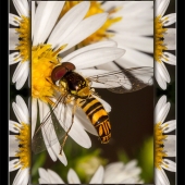 Dick Hoeft and Rosanne Arnowitz - “Hover Bee” – www.dickandrosanne.com