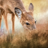 Steph Adams - “Early Morning Forage” –  1quiltsavygirl@gmail.comorage”