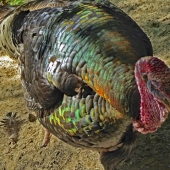 Marcia Berg Haskell – “Wild Turkey” - www.marciascreativeWorld.com