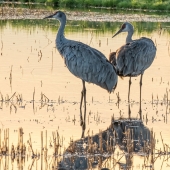 Larry E Klink – “Sandhill Cranes” - www.earthwatcher.us