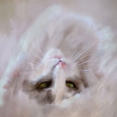 Kathy Russell – “Cat’s View of the World” - www.kathyrussell.zenfolio.com