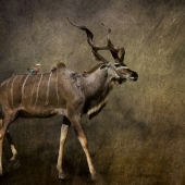 Christina Brunton - “Kudu” – www.christinabrunton.com