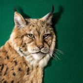 Hanna Tsukanova - “Don't TOUCH!” – www.facebook.com/RunoArtPets